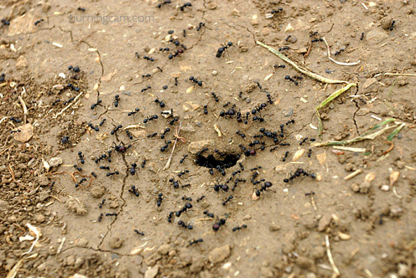 ants-1.jpg