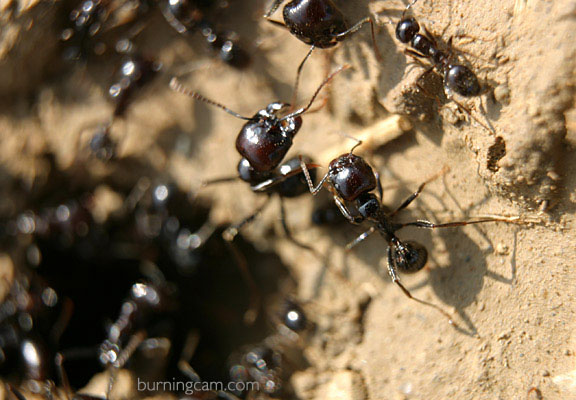 ants-2.jpg
